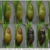 pol daphnis pupa6 volg1